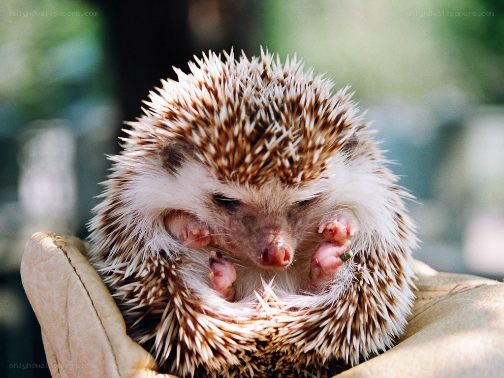 Hedgehog in a gloved hand