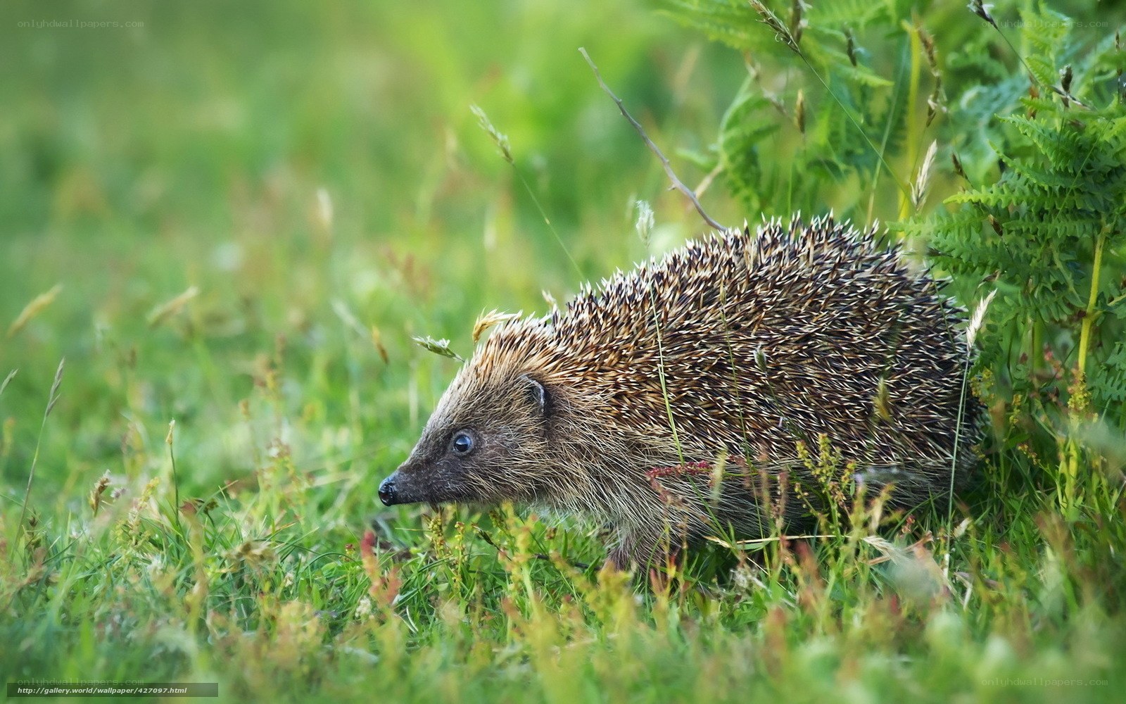 Hedgehog in a grassy field