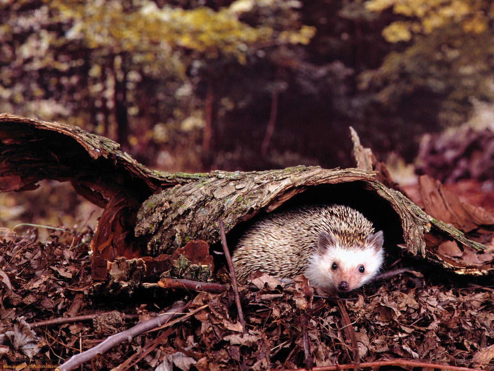 Hedgehog in a log