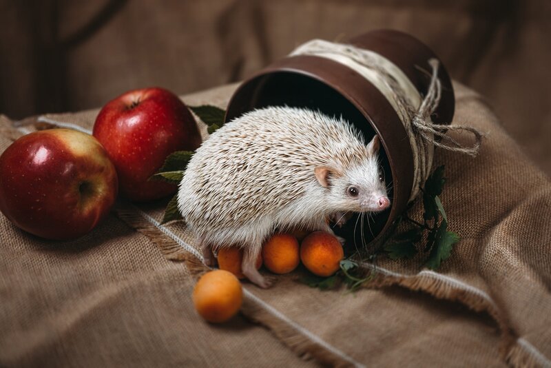 Hedgehog in a Pot