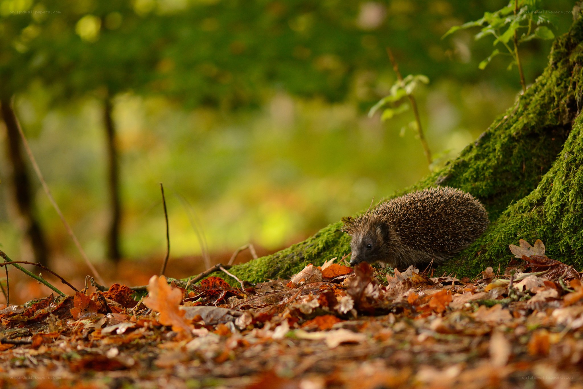 Hedgehog in autumn forest