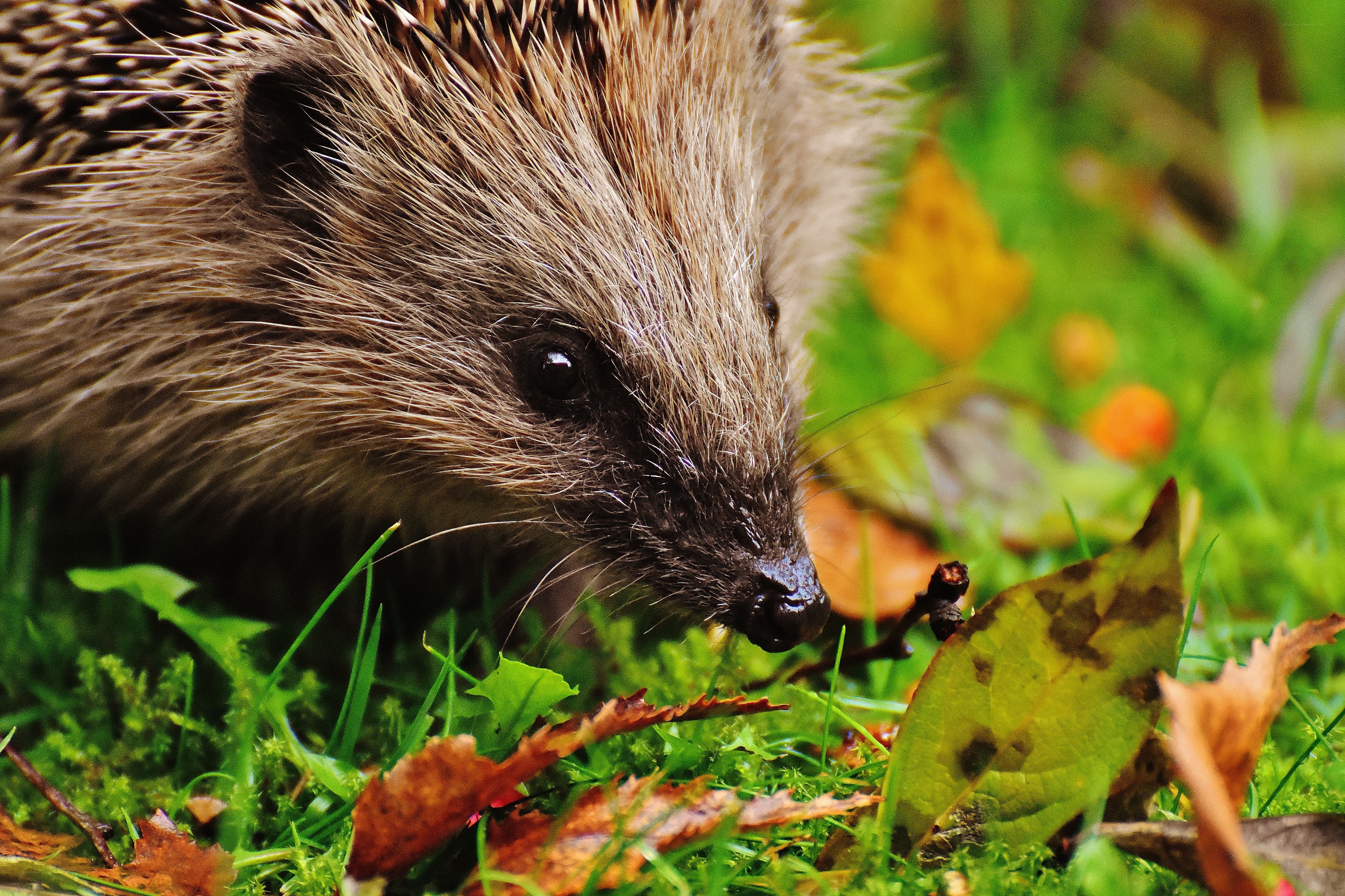 Hedgehog in autumn grass