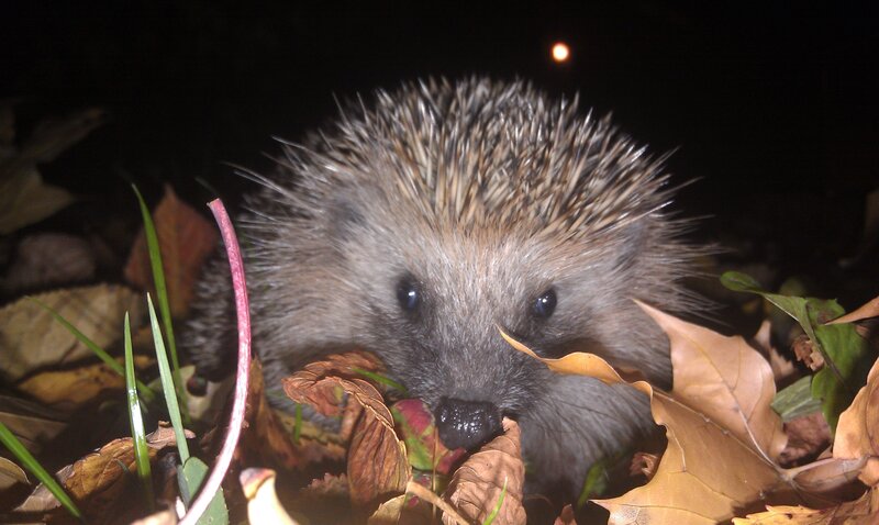Hedgehog in autumn leaves