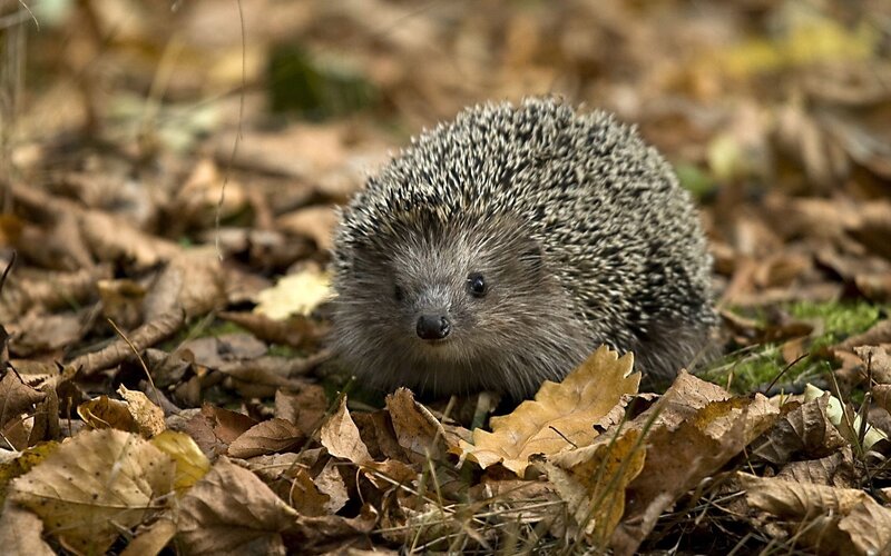 Hedgehog in autumn leaves