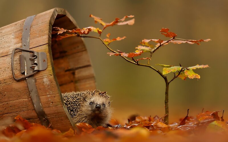 Hedgehog in autumn leaves
