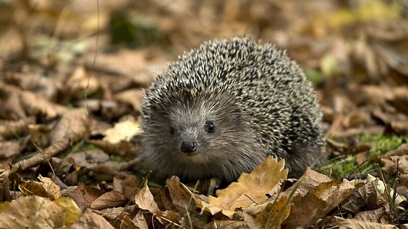 Hedgehog in autumn leaves
