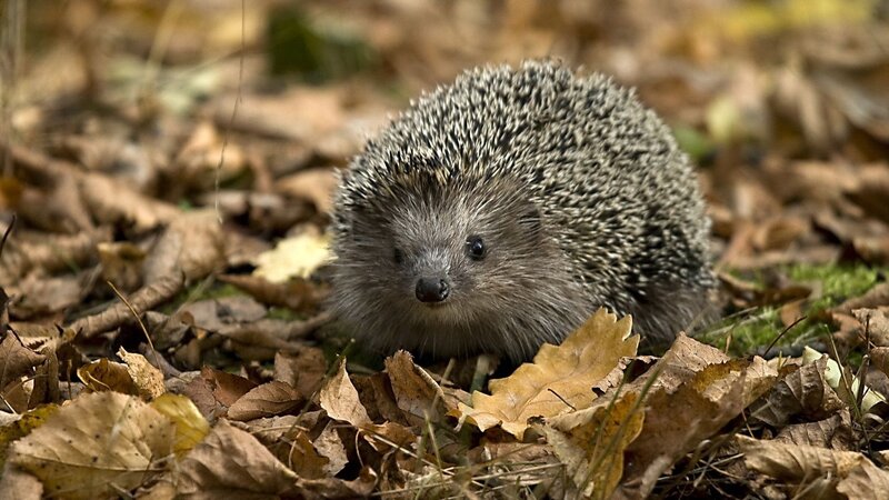 Hedgehog in autumn leaves