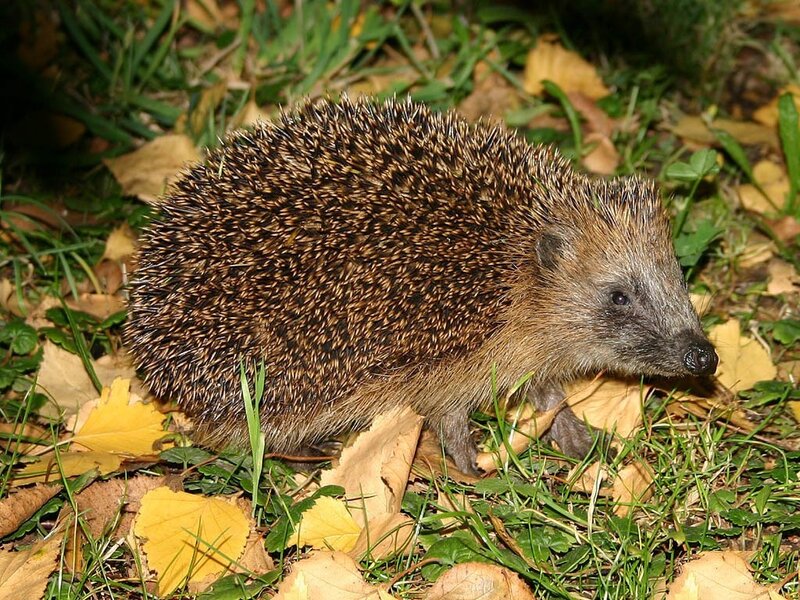 Hedgehog in autumn leaves