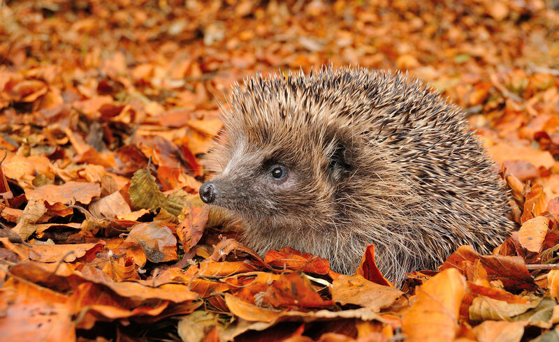 Hedgehog in autumn leaves