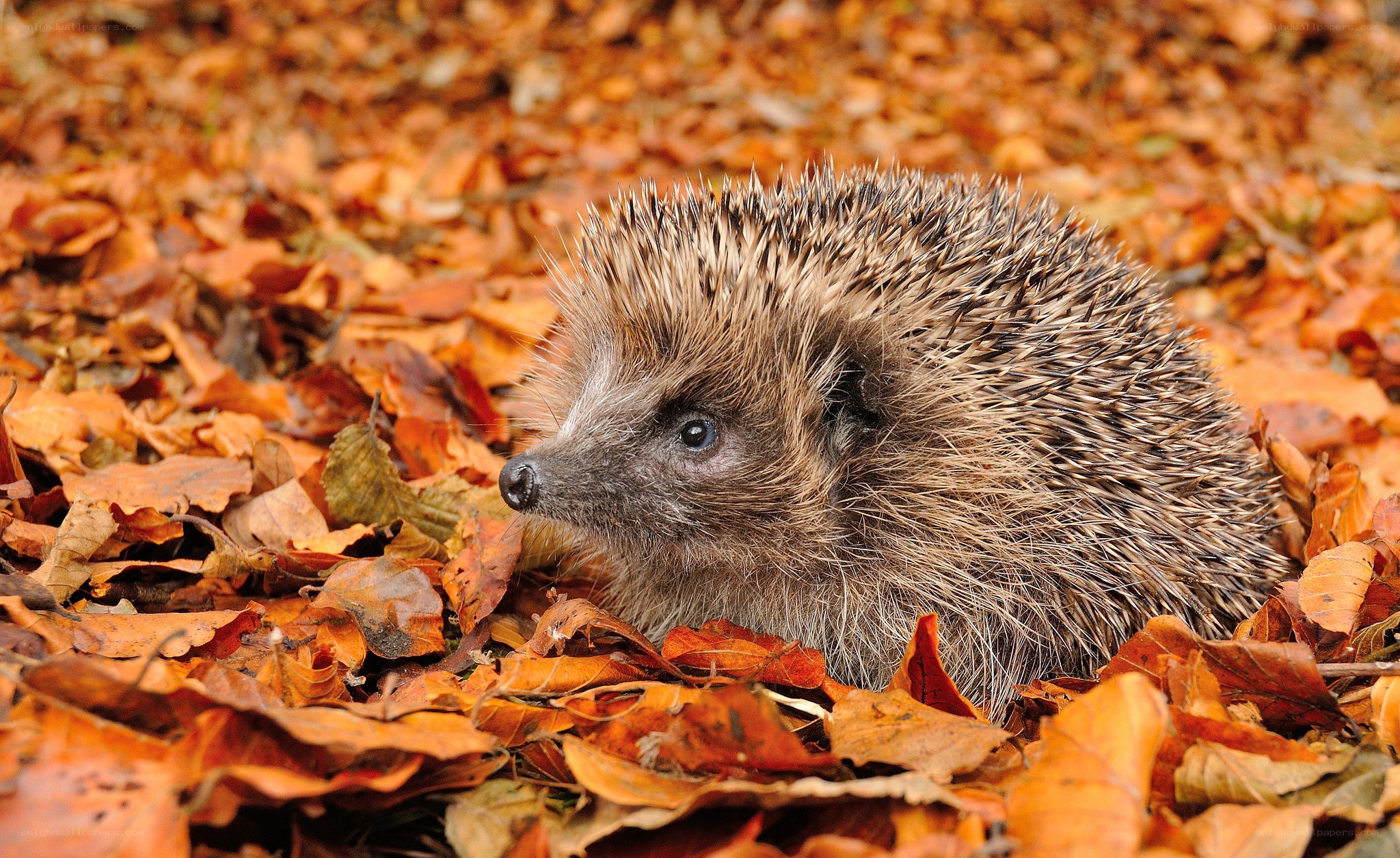 Hedgehog in autumn leaves