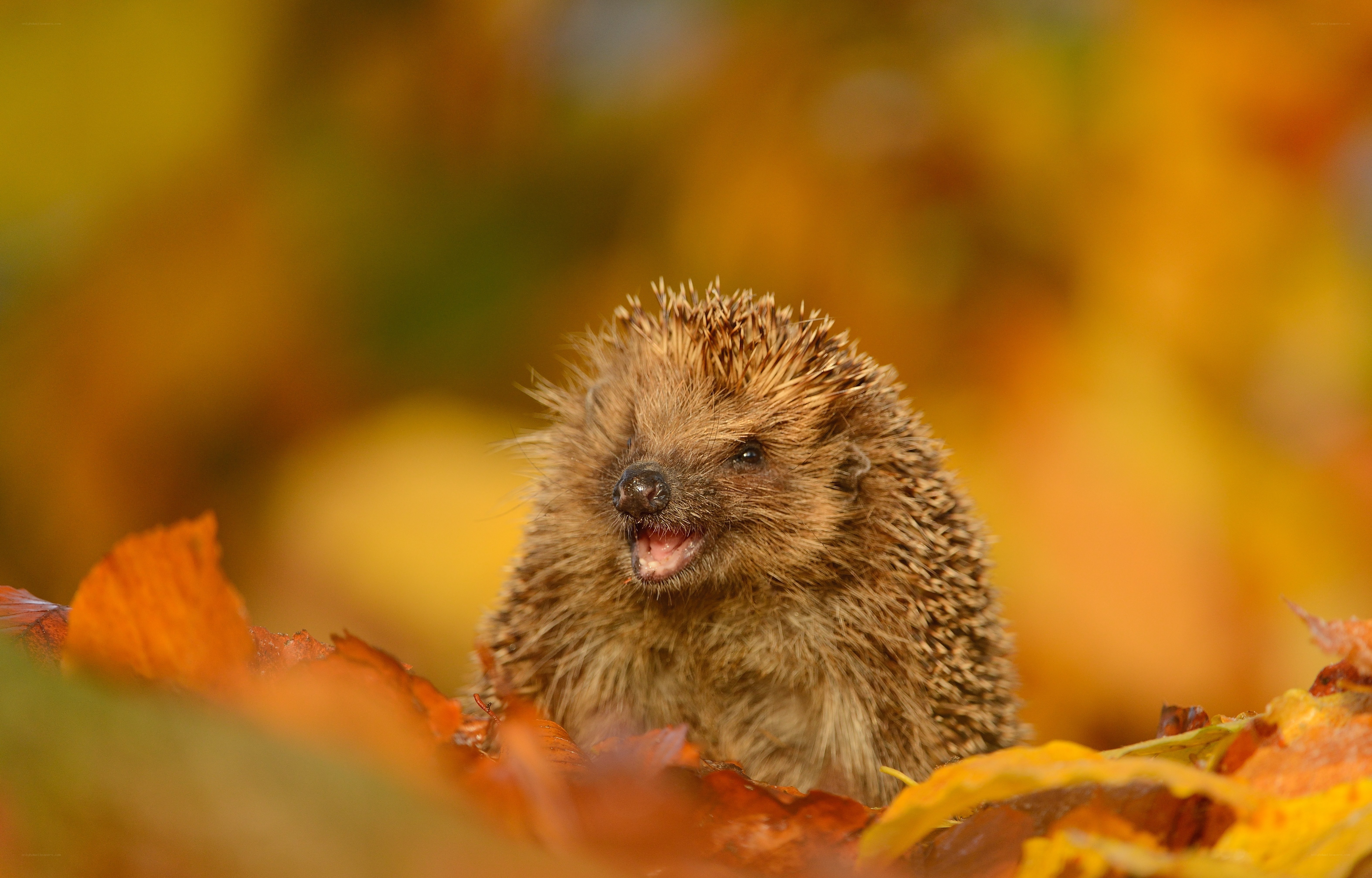 Hedgehog in autumn leaves