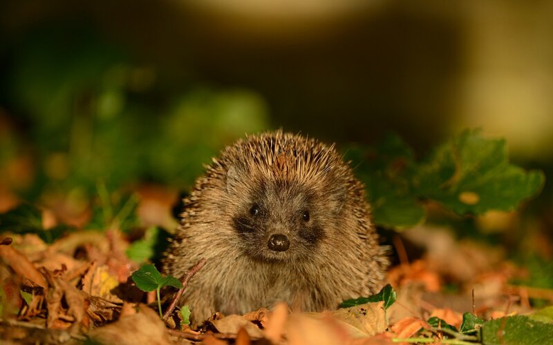 Hedgehog in autumn leaves