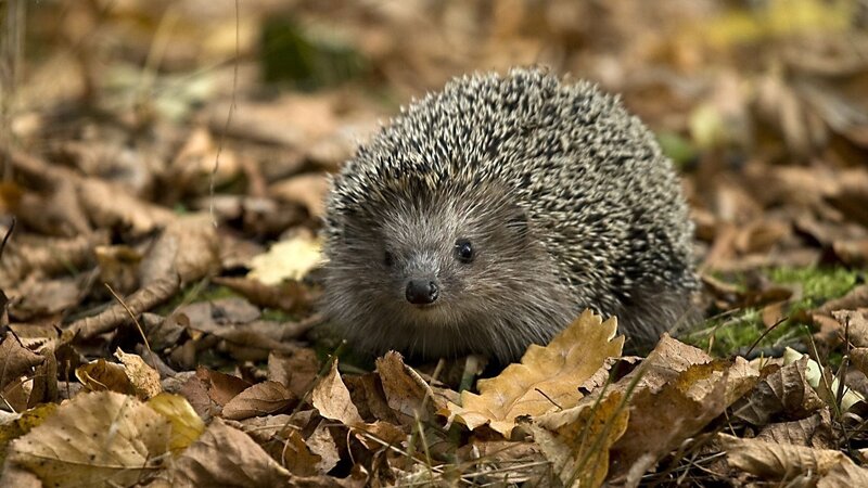 Hedgehog in autumn leaves