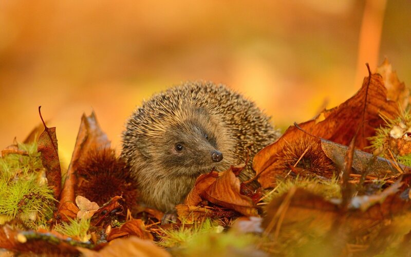 Hedgehog in Autumn Leaves — Brown, Calm, Photograph, Chestnuts