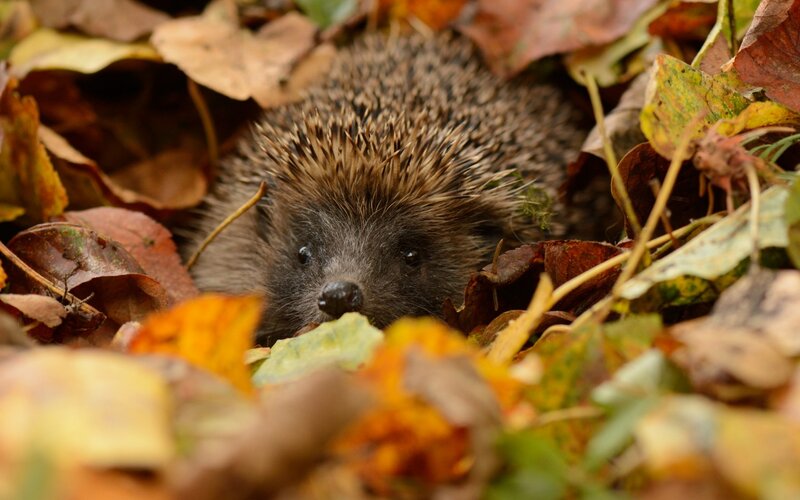 Hedgehog in Autumn Leaves — Brown, Calm, Photograph, Forest Floor