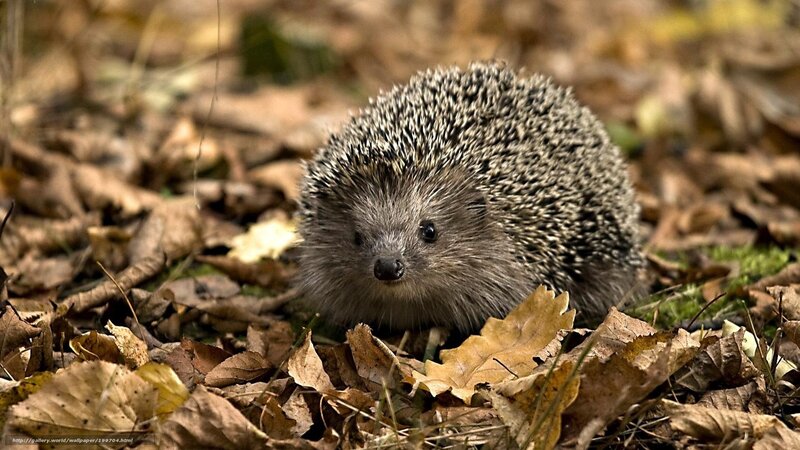 Hedgehog in Autumn Leaves — Brown, Calm, Photograph, Moss