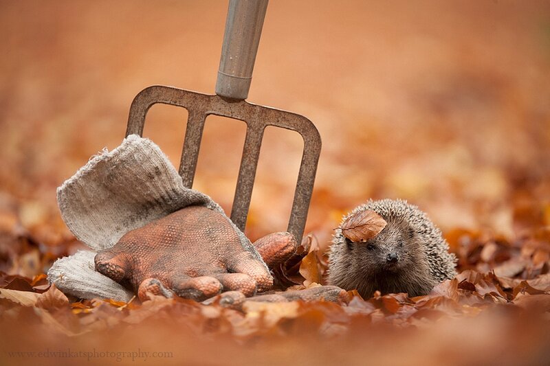 Hedgehog in Autumn Leaves — Brown, Calm, Photograph