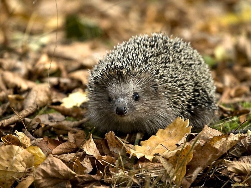 Hedgehog in Autumn Leaves — Brown, Calm