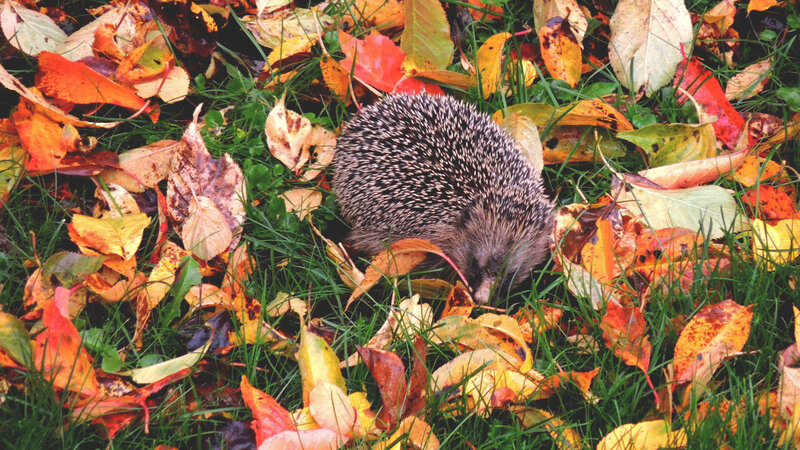 Hedgehog in Autumn Leaves — Green, Calm, Photograph