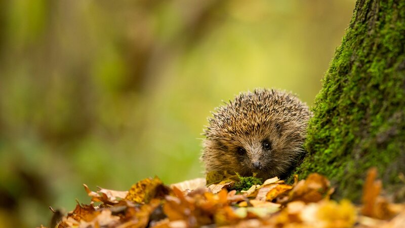 Hedgehog in Autumn Leaves — Green, Calm