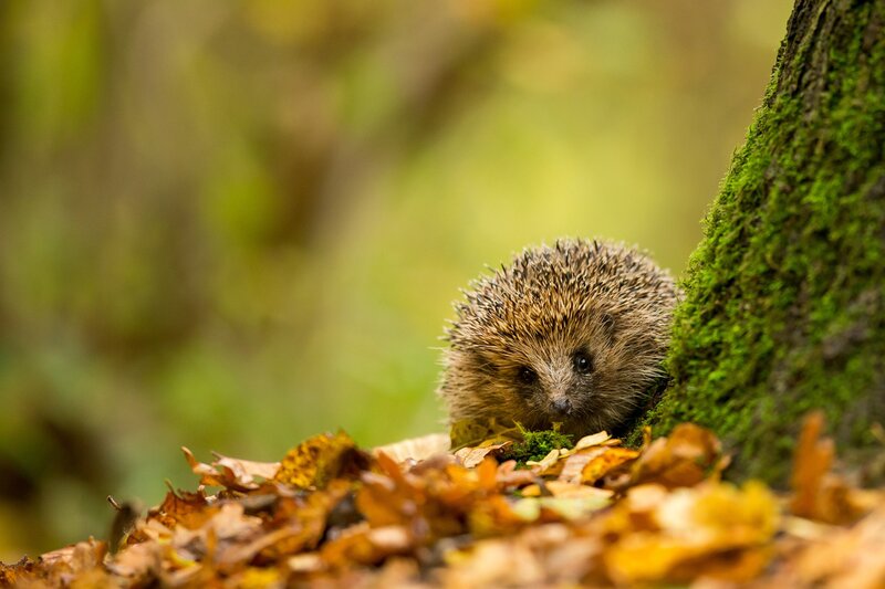 Hedgehog in Autumn Leaves — Green