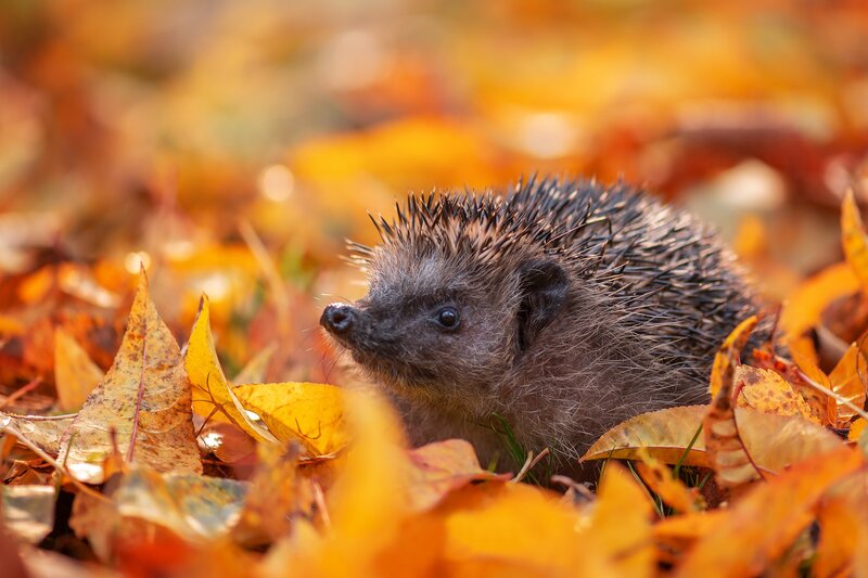 Hedgehog in Autumn Leaves — Orange, Calm, Photograph, Grass