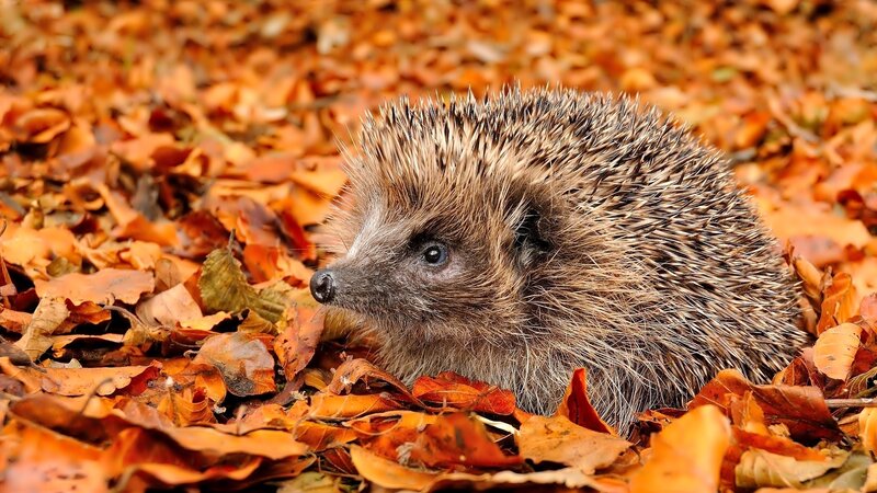Hedgehog in Autumn Leaves — Orange, Calm