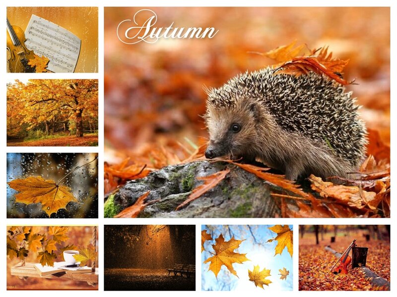 Hedgehog in Autumn Leaves — Orange, Serene