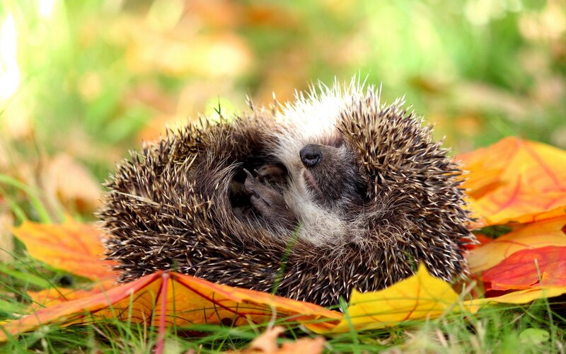 Hedgehog in Autumn Leaves — Orange
