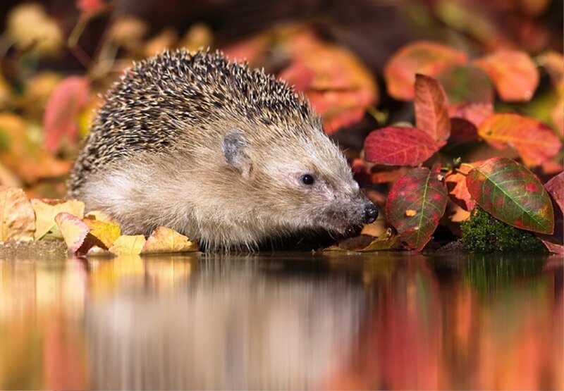 Hedgehog in Autumn Leaves — Red