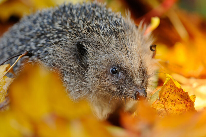 Hedgehog in Autumn Leaves — Yellow, Calm, Photograph
