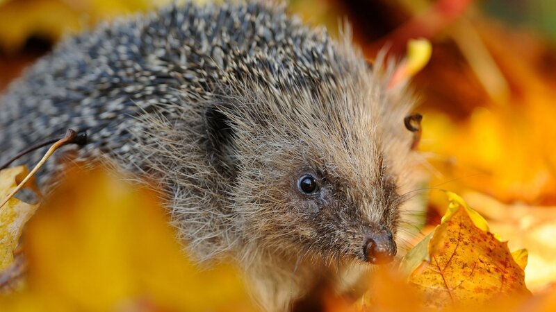 Hedgehog in Autumn Leaves — Yellow, Calm
