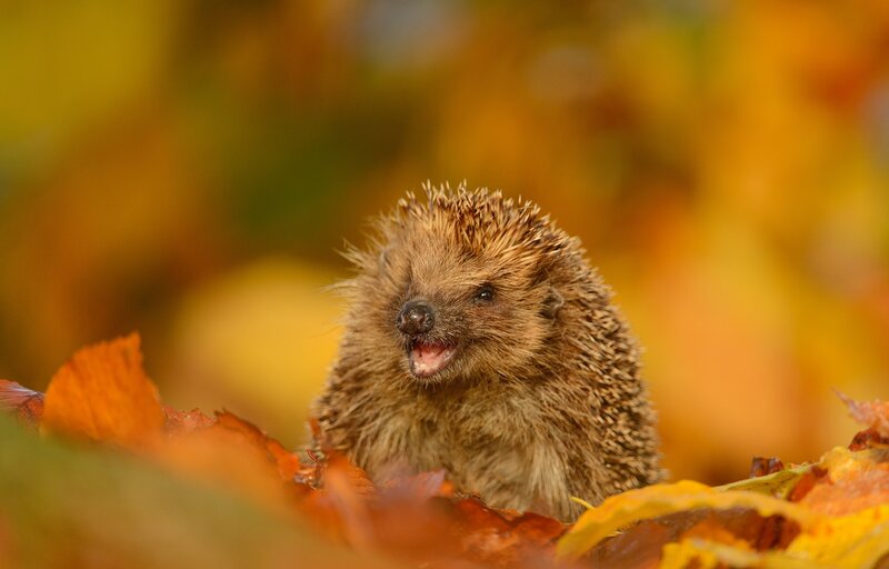 Hedgehog in Autumn Leaves — Yellow