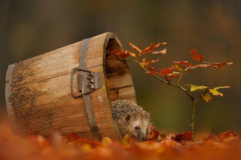 Hedgehog in Barrel — Brown