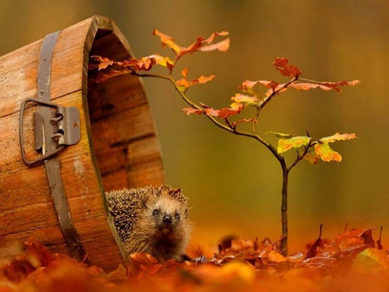 Hedgehog in Barrel — Orange