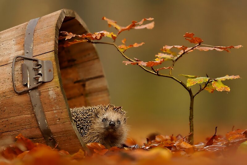 Hedgehog in Barrel