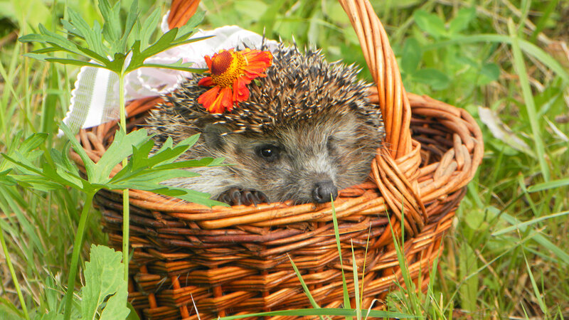 Hedgehog in Basket — Brown, Calm