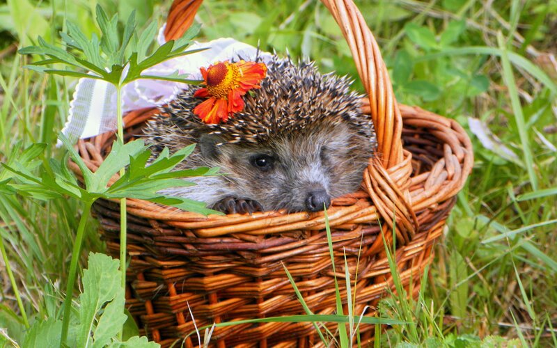 Hedgehog in Basket — Brown, Peaceful, Summer