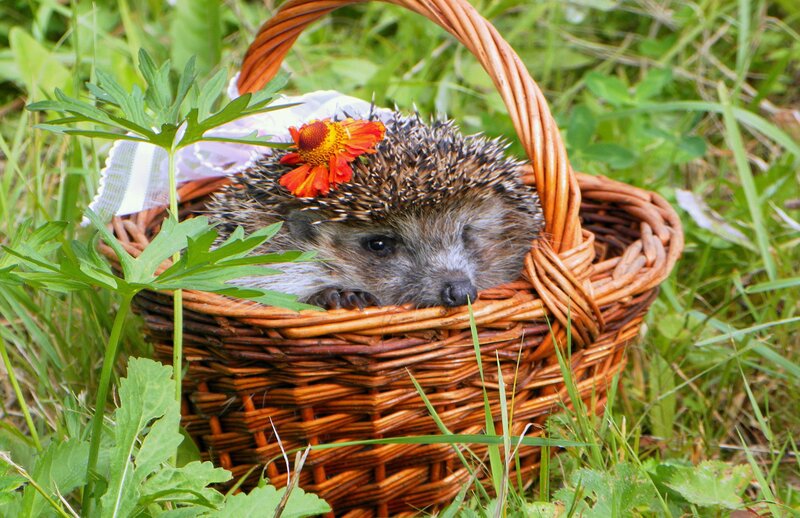 Hedgehog in Basket — Brown, Peaceful
