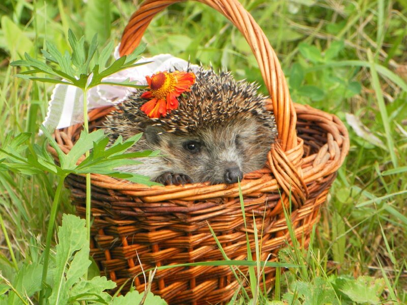 Hedgehog in Basket — Brown