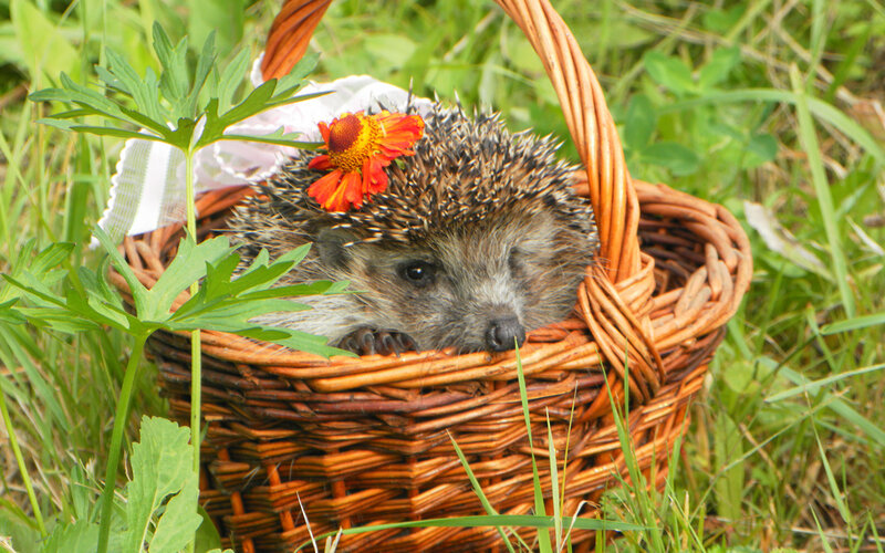 Hedgehog in Basket