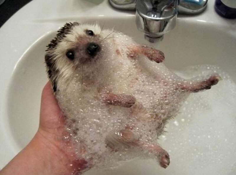 Hedgehog in Bubble Bath