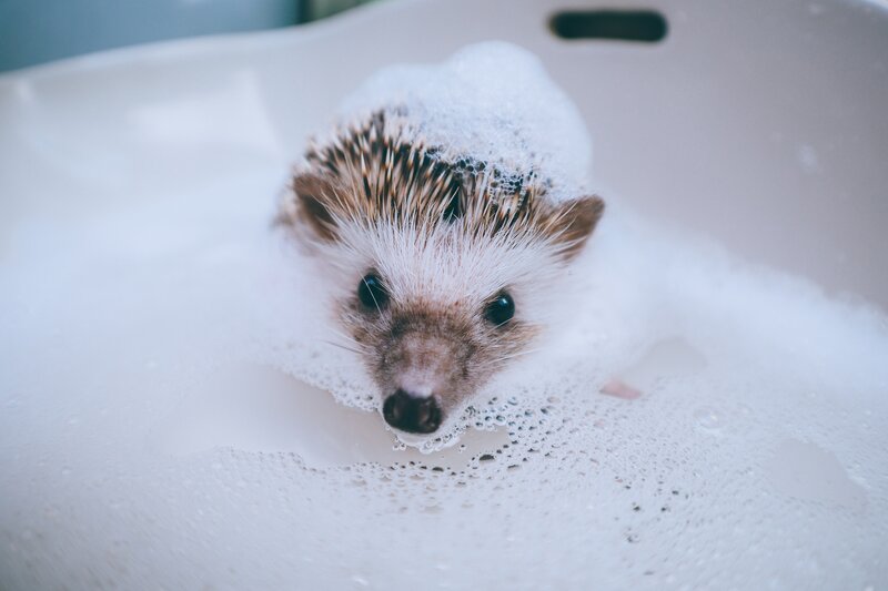 Hedgehog in Bubble Bath — White