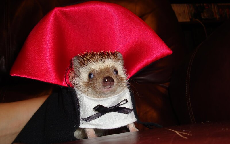 Hedgehog in Costume