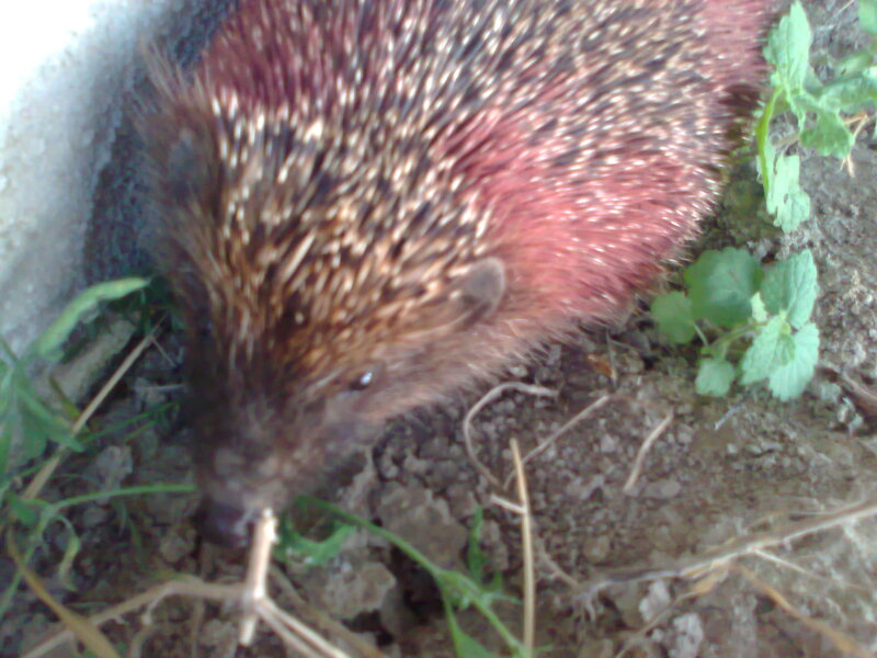 Hedgehog in Dirt — Brown