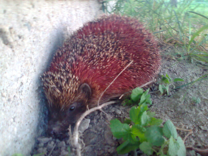 Hedgehog in Dirt