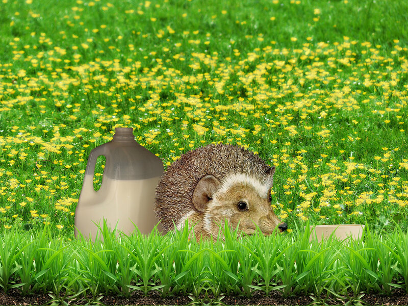 Hedgehog in Field