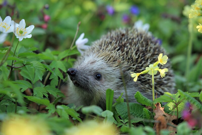 Hedgehog in Flowers — Green