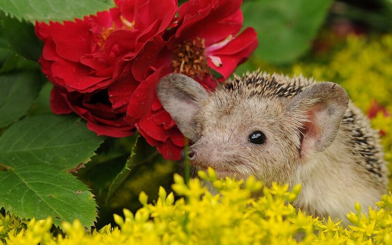 Hedgehog in Flowers — Red