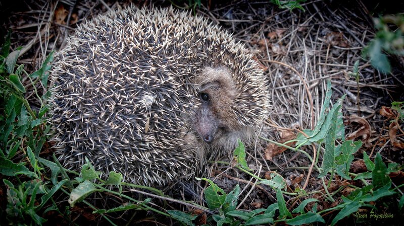 Hedgehog in Foliage